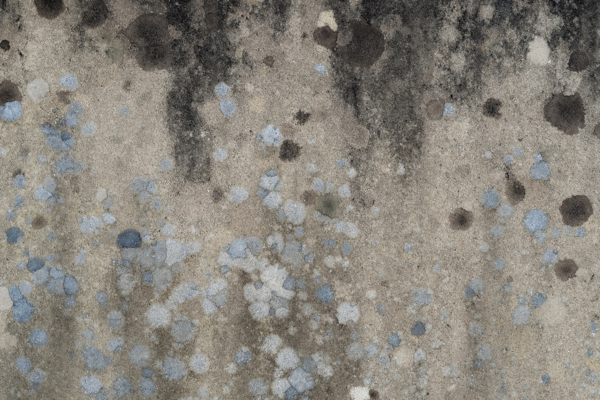 The inside Scoop on Mold Inspection in Birmingham, AL