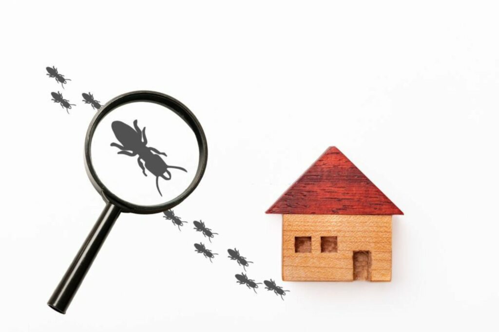 fall and pest inspection