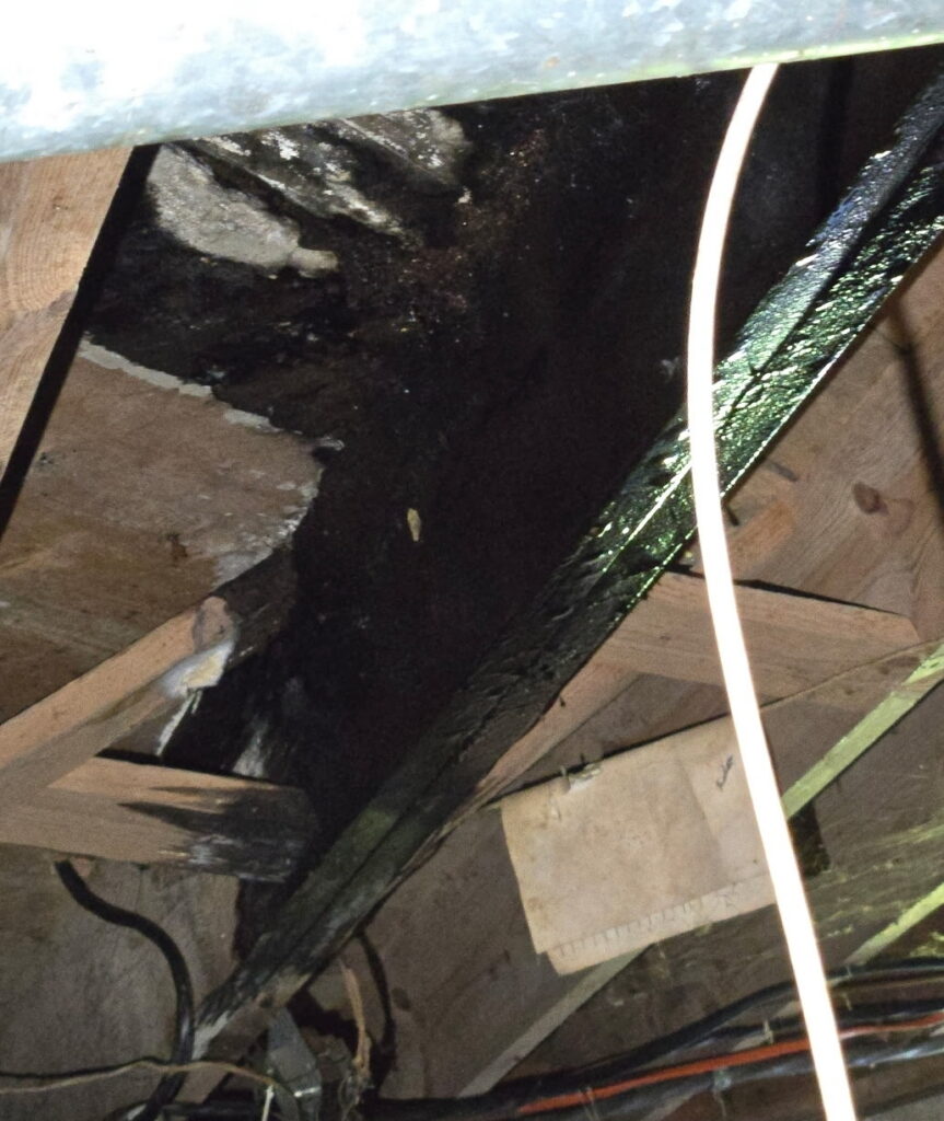 Black mold-like growth on subfloor caused by moisture damage