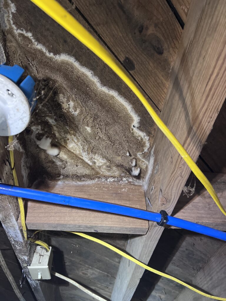 Mold on crawl space sublfoor