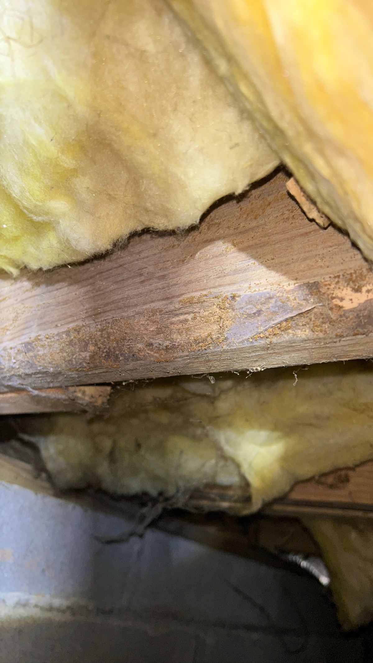 Basement and Crawlspace Inspections in Alabama and Georgia: What Homebuyers Need to Know